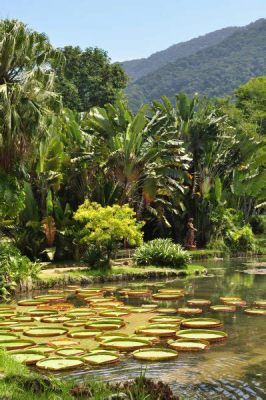 Jardim Botânico do Rio de Janeiro:  Oaza spokoju w sercu tętniącego miasta!