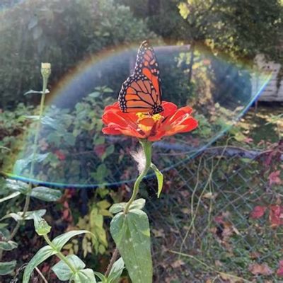 Jardín de las Mariposas: Oaza Motyli w Głębi Dżungli!