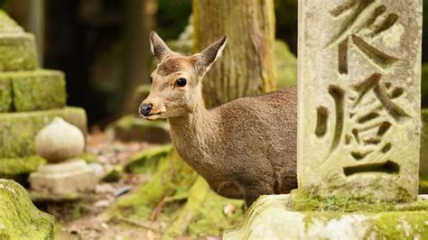 Nara Park – zielona oaza spokoju z uroczymi jeleniami!